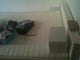Flat share Romford