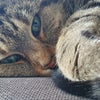Looking for a new home for cat Ruby and me Main Photo