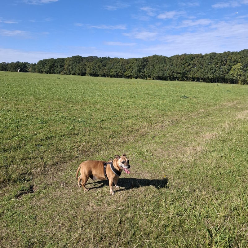 Photo 1: Windsor great park