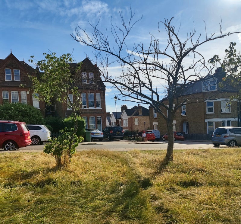 Photo 1: View from the park