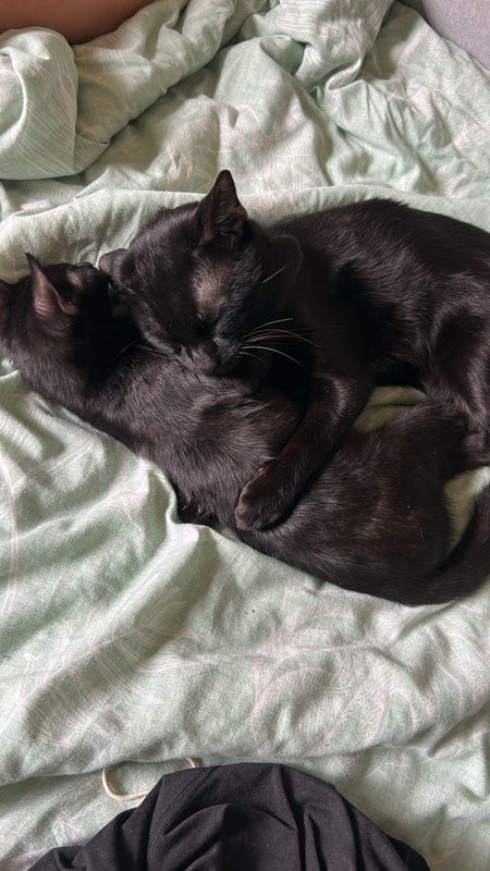 Photo 1: Here’s my 2 kitties! The bigger one is Ash and he is 2 and the smaller one is Mila she is 4 months