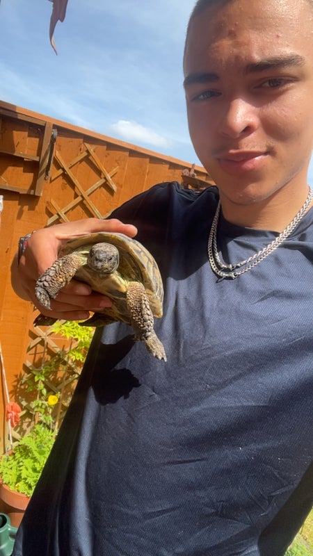 Photo 1: not my tortoise