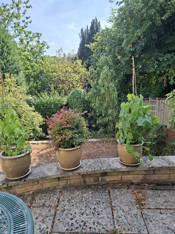 Photo 1: The Garden