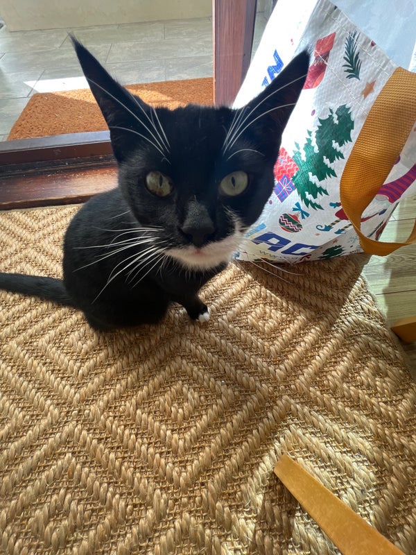 Photo 1: Stig is our home cat :) 