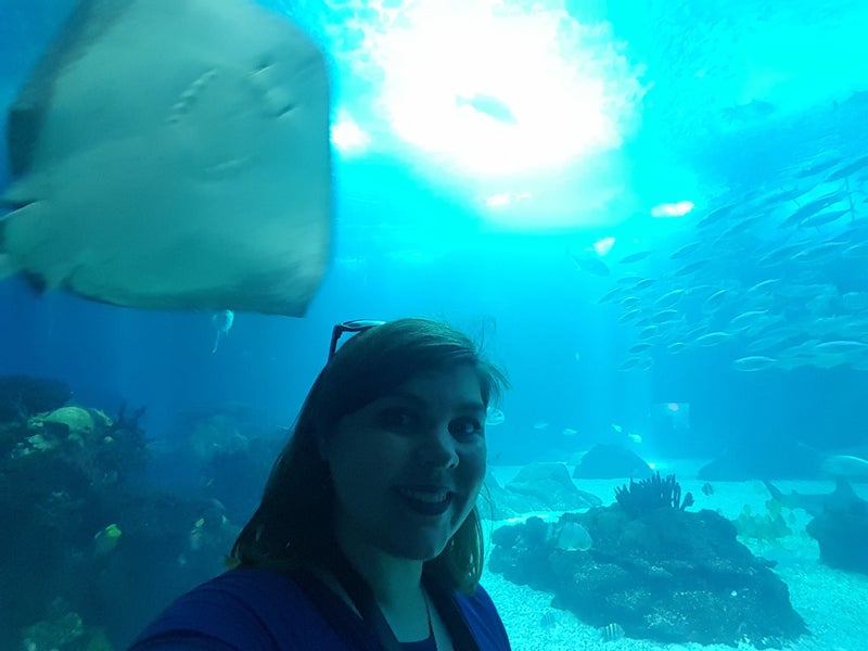 Photo 1: Aquarium...look at the ray :) 
