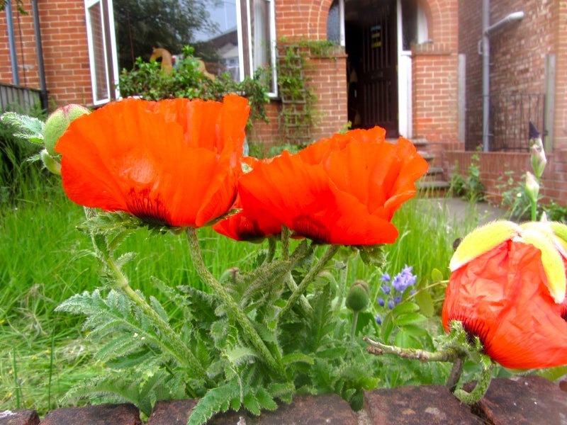 Photo 1: front garden