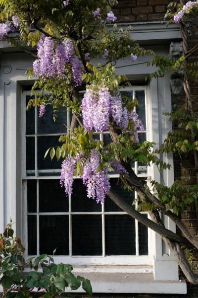 Photo 1: window of the room at wisteria blossom time