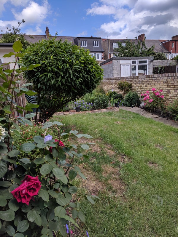 Photo 1: Back garden