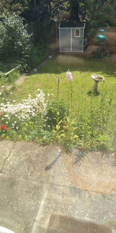 Photo 1: back garden