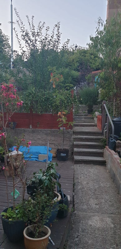 Photo 1: garden 