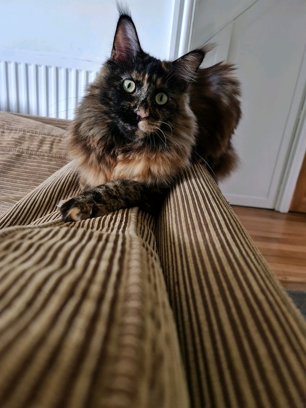 Photo 1: My cat 