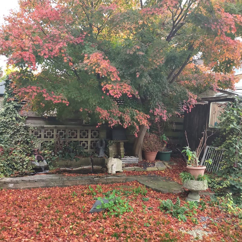 Photo 1: Garden