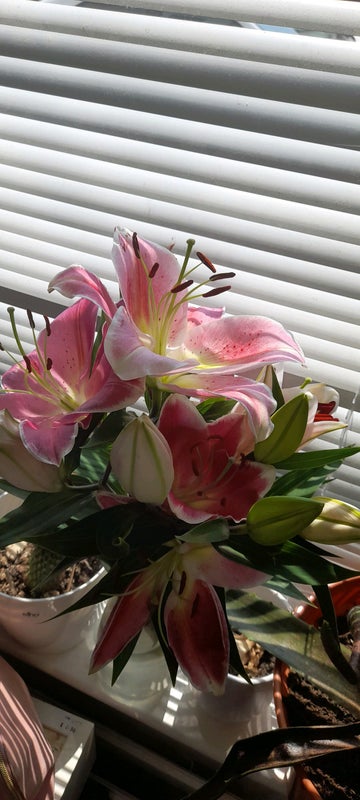 Photo 1: Lillies