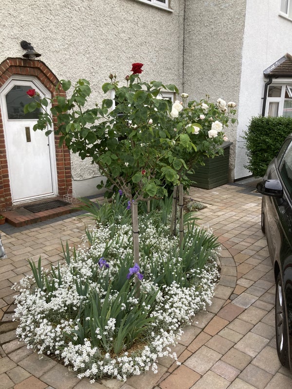 Photo 1: Front garden