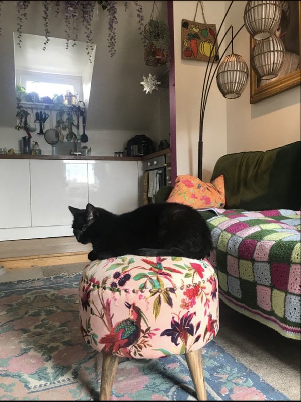 Photo 1: Cosy lounge/fluffy cat