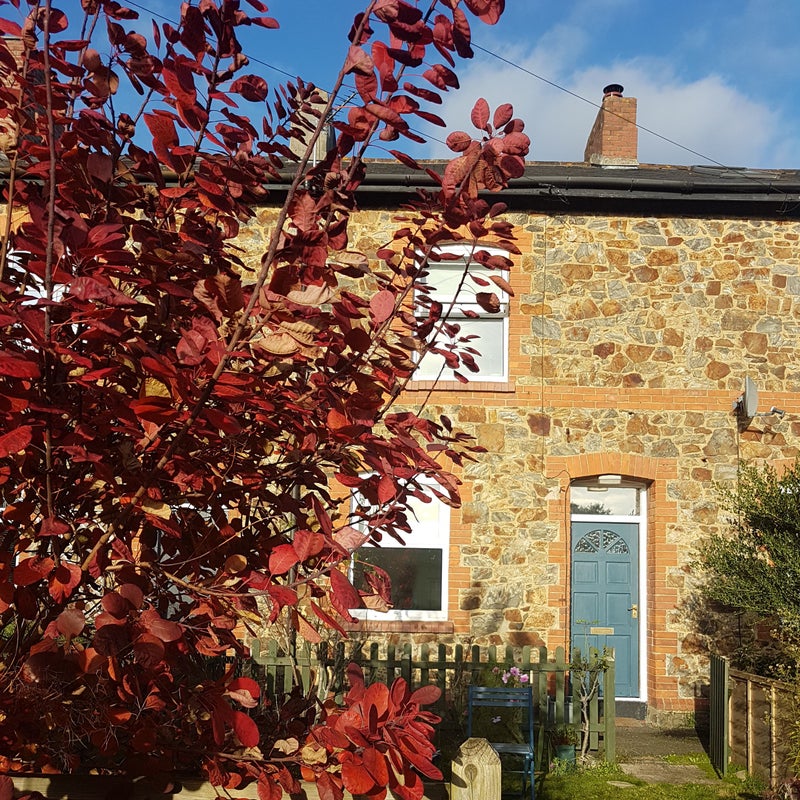 Photo 1: Sunny south facing garden