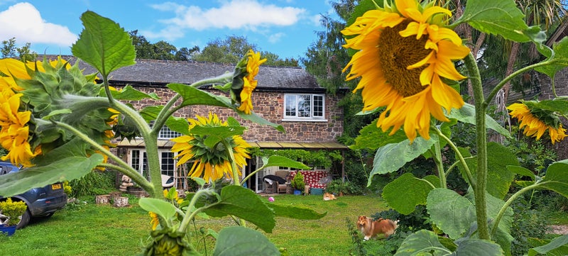 Photo 5: Lovely Spacious Country home