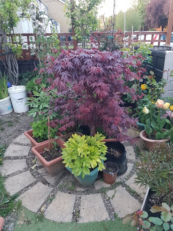 Photo 1: Front Garden