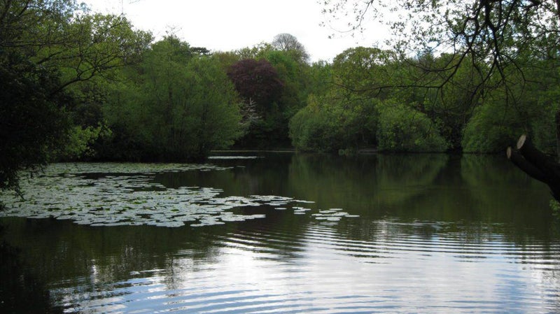 Photo 1: Forest Lake