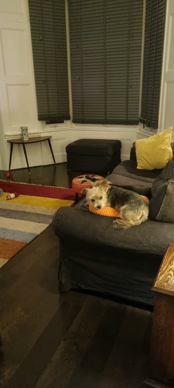 Photo 1: These 2 live here so you need to be ok with dogs