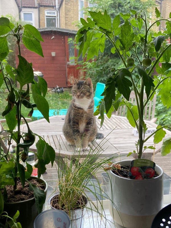 'Walthamstow Village £729 (Including All Bills)' Room to Rent from