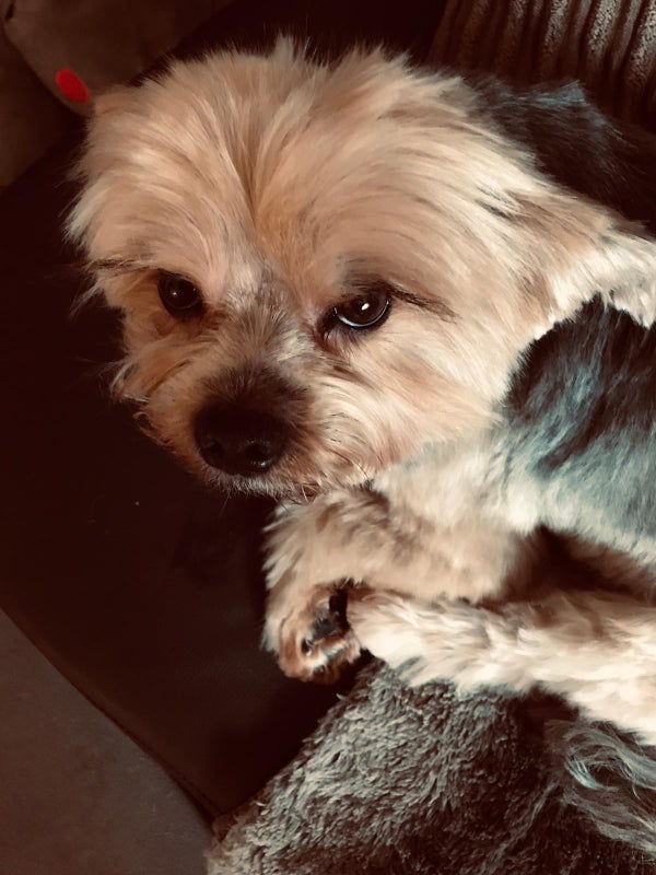 Photo 1: Molly, the yorkie