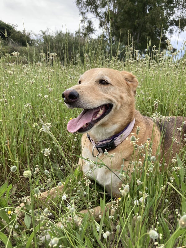 'Looking For A Pet Friendly Place To Live ' Flatmate from SpareRoom