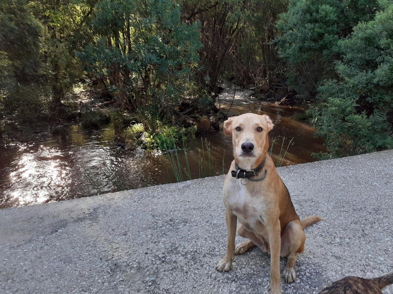 'Looking For A Pet Friendly Place To Live ' Flatmate from SpareRoom