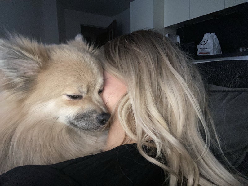 Photo 1: Tessie the pom