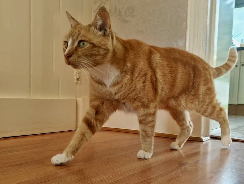 Photo 8: The house tiger!