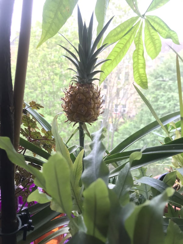 Photo 1: Just a pineapple growing in the kitchen — not intended to be an ( admittedly) ambiguous cover