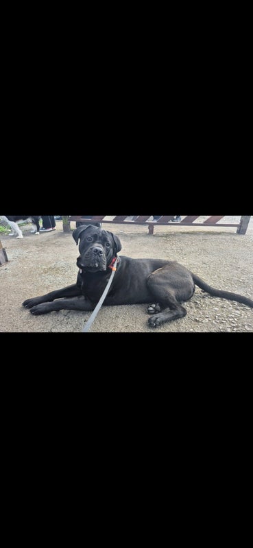 Photo 1: 'Meet Samson' he is a lovable 3 year old cane corso