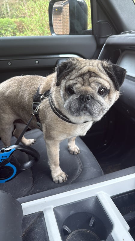 Photo 1: Frank AKA Fatman Fat