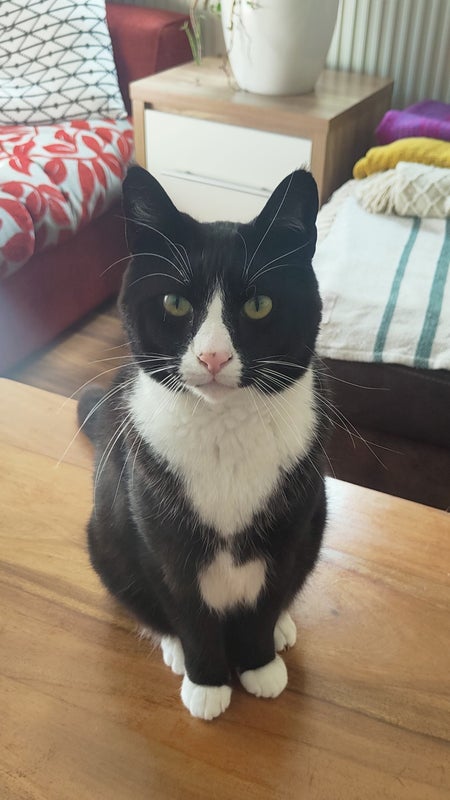 Photo 1: The Lord of the House