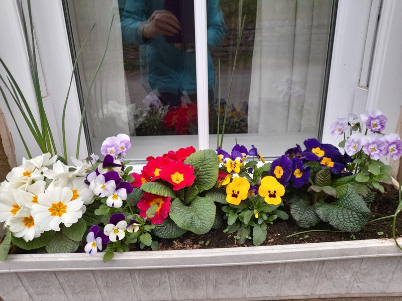 Photo 1: Window box