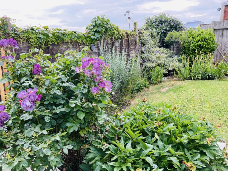 Photo 1: Private Garden