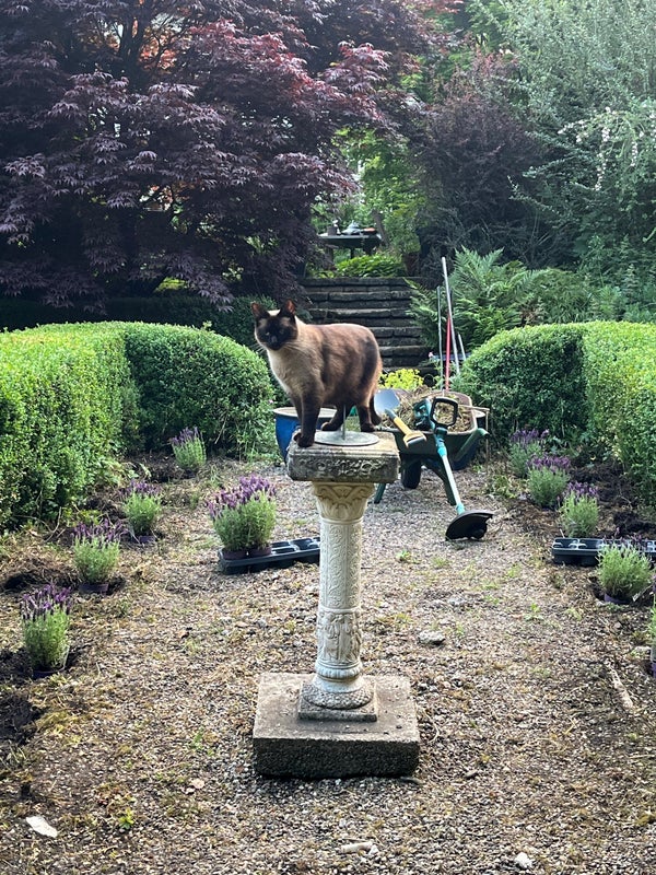 Photo 1: Garden or Patio