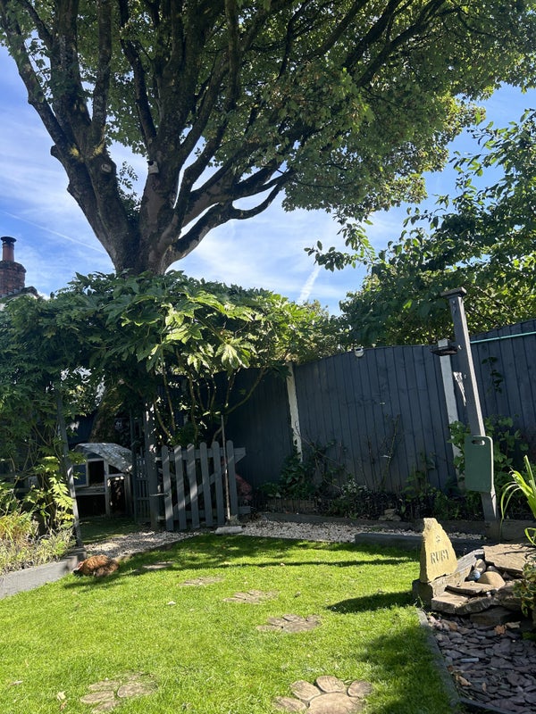 Photo 3: Garden or Patio