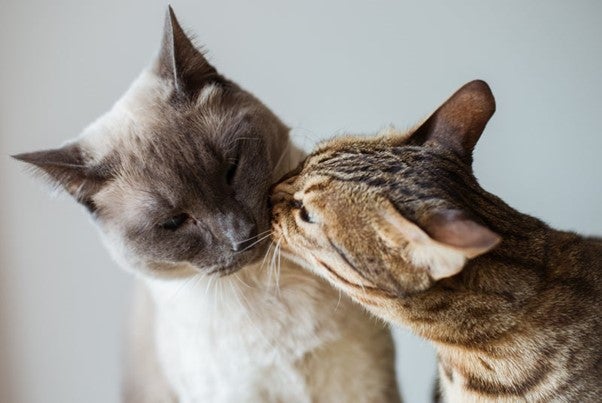 Photo 1: My cats