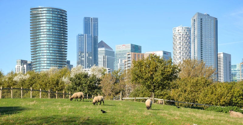 Photo 1: Mudchute Park