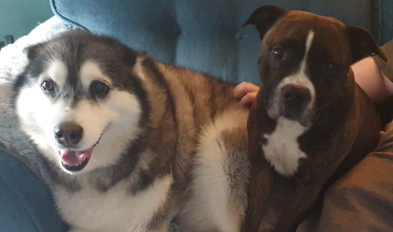 Photo 1: My fur babies dog lovers a must. 