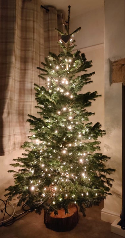 Photo 1: New real Christmas tree