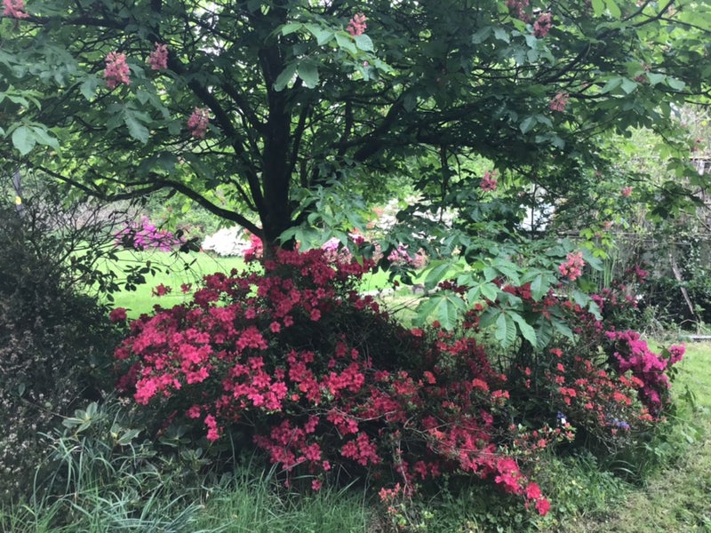 Photo 1: Garden in spring