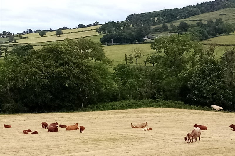 Photo 1: View from Kitchen