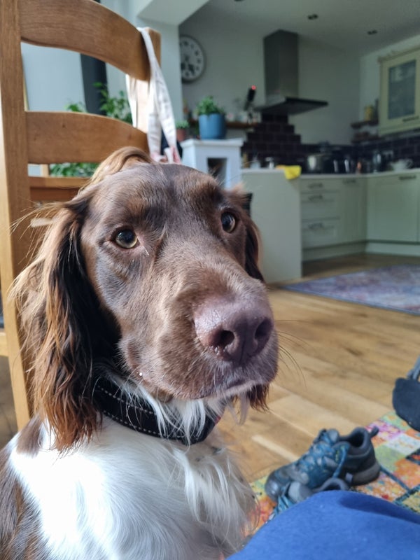 Photo 1: Dog in the Kitchen