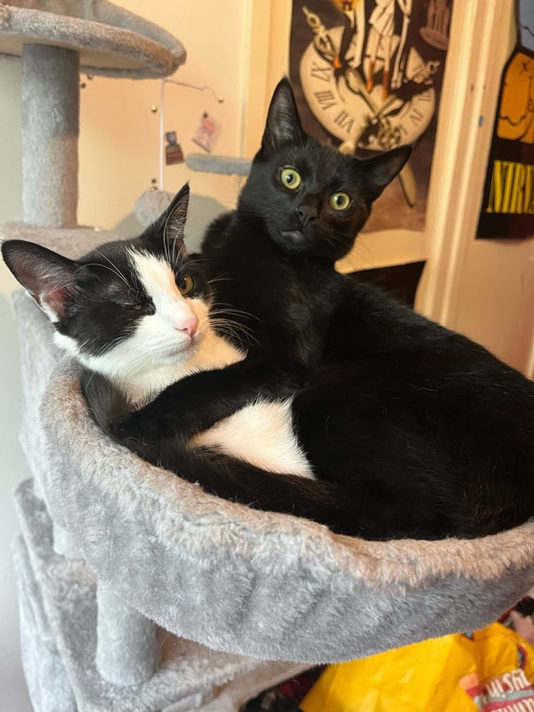 Photo 1: These are my cats