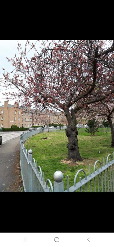 Photo 1: Stevenson Drive