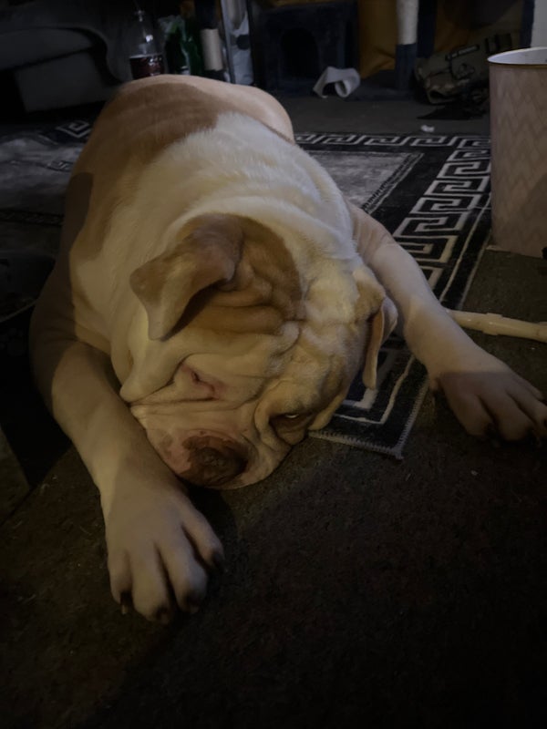 Photo 1: Friends doggy cute or wat 