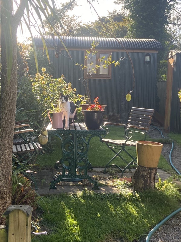 Photo 1: Summer garden leading to Shephards hut