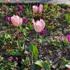 Photograph of Lily